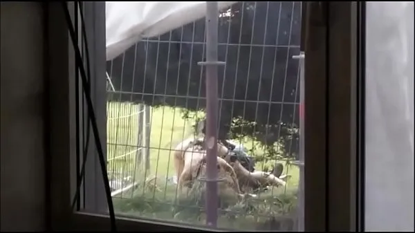 Nouvelles Filmer un couple par la fenêtre lors d'un festival ayant fucky sucky dans l'herbe vidéos sympas